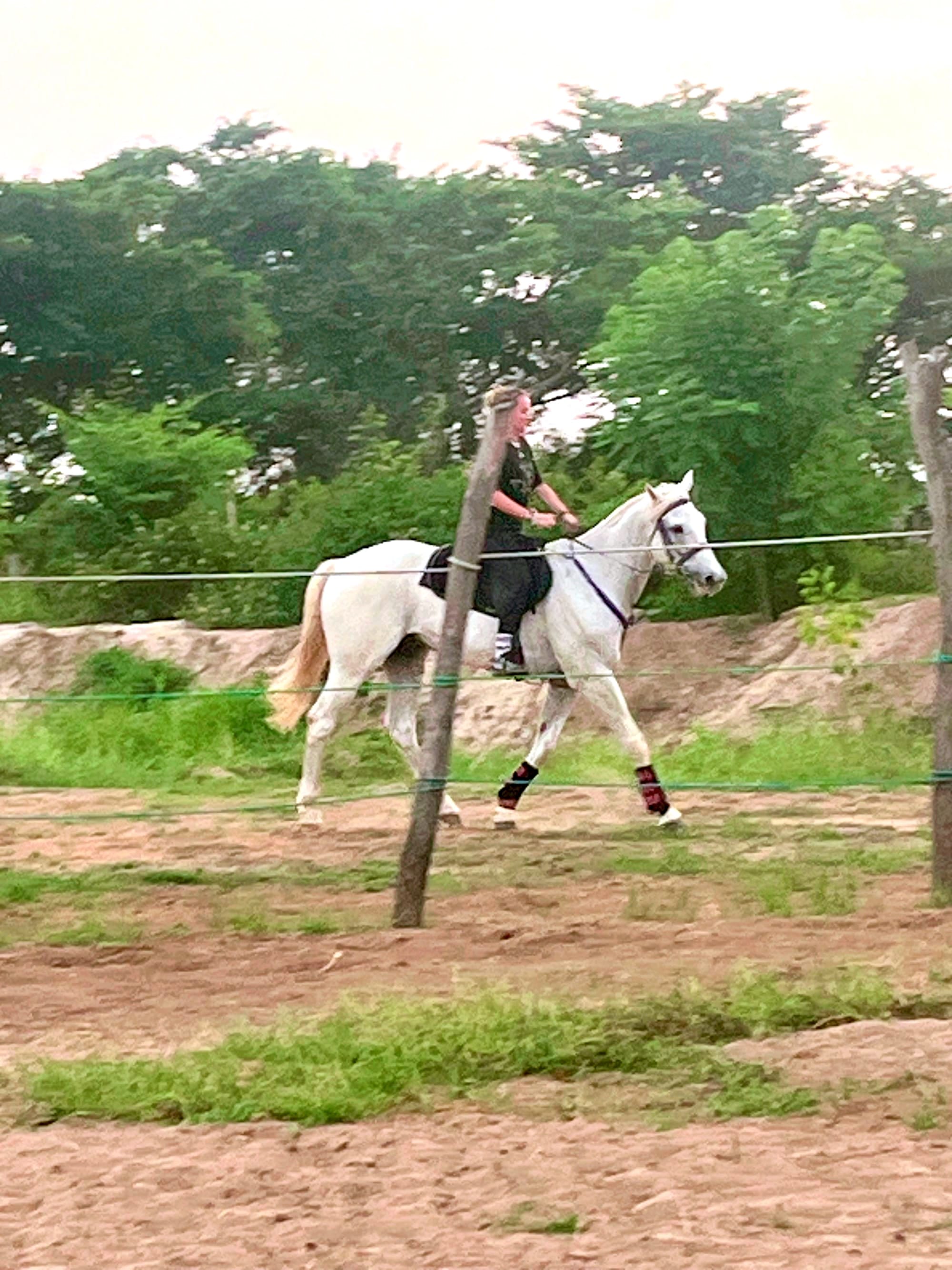 alfie ameer riding horse at vonfidel ranch sri lanka demonstrating trust-based horsemanship and leadership psychology by cognisive consultants and vonfidel group