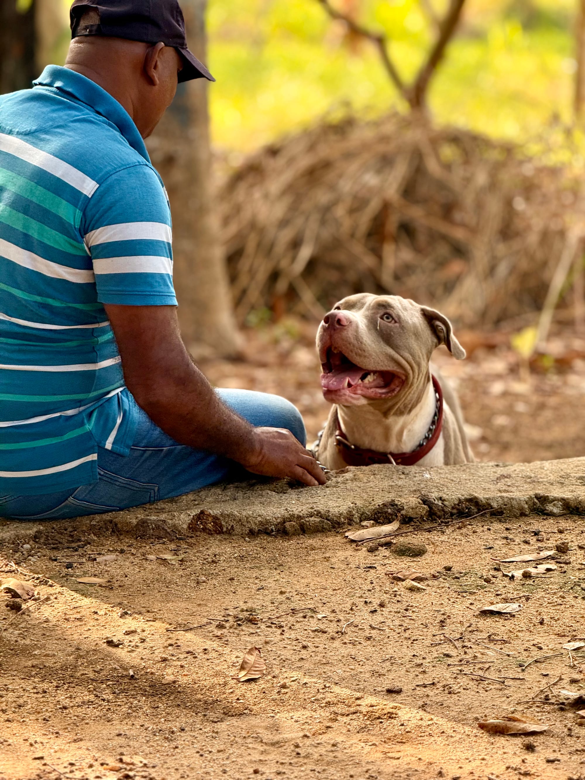 A pit-type dog in rehabilitation at VONFIDEL K9 looking up at his handler with soft, affectionate connection, demonstrating trust and emotional progress during training.