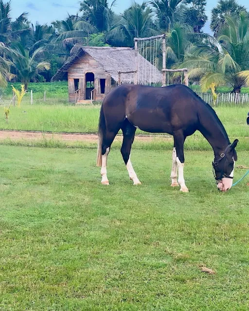 Early morning landscape at Vonfidel Ranch with open grassland and soft amber light.