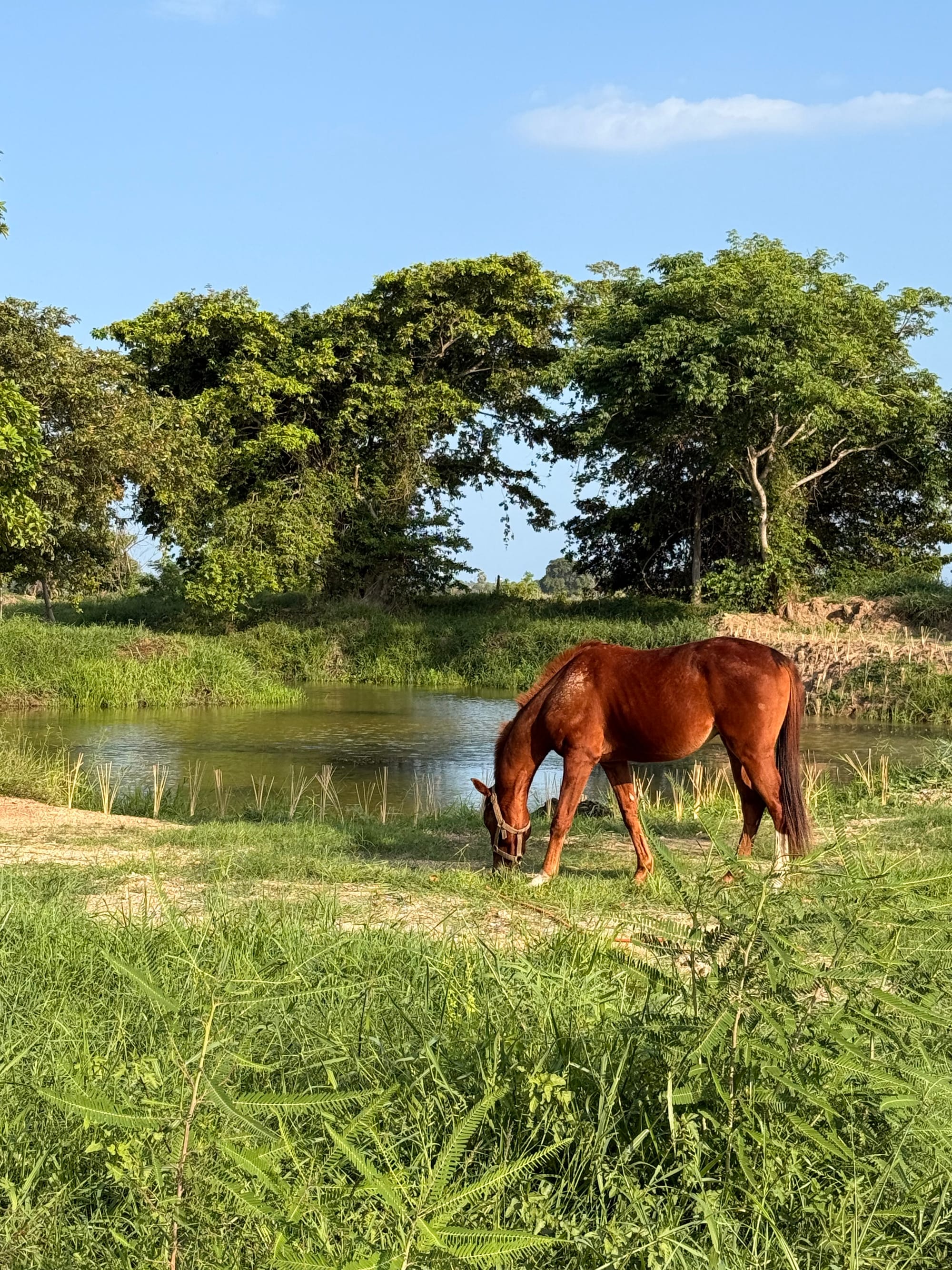 Horse grazing calmly beside a lake at Vonfidel Ranch in Sri Lanka, surrounded by tropical trees, reflecting a welfare-first, quiet horsemanship environment.