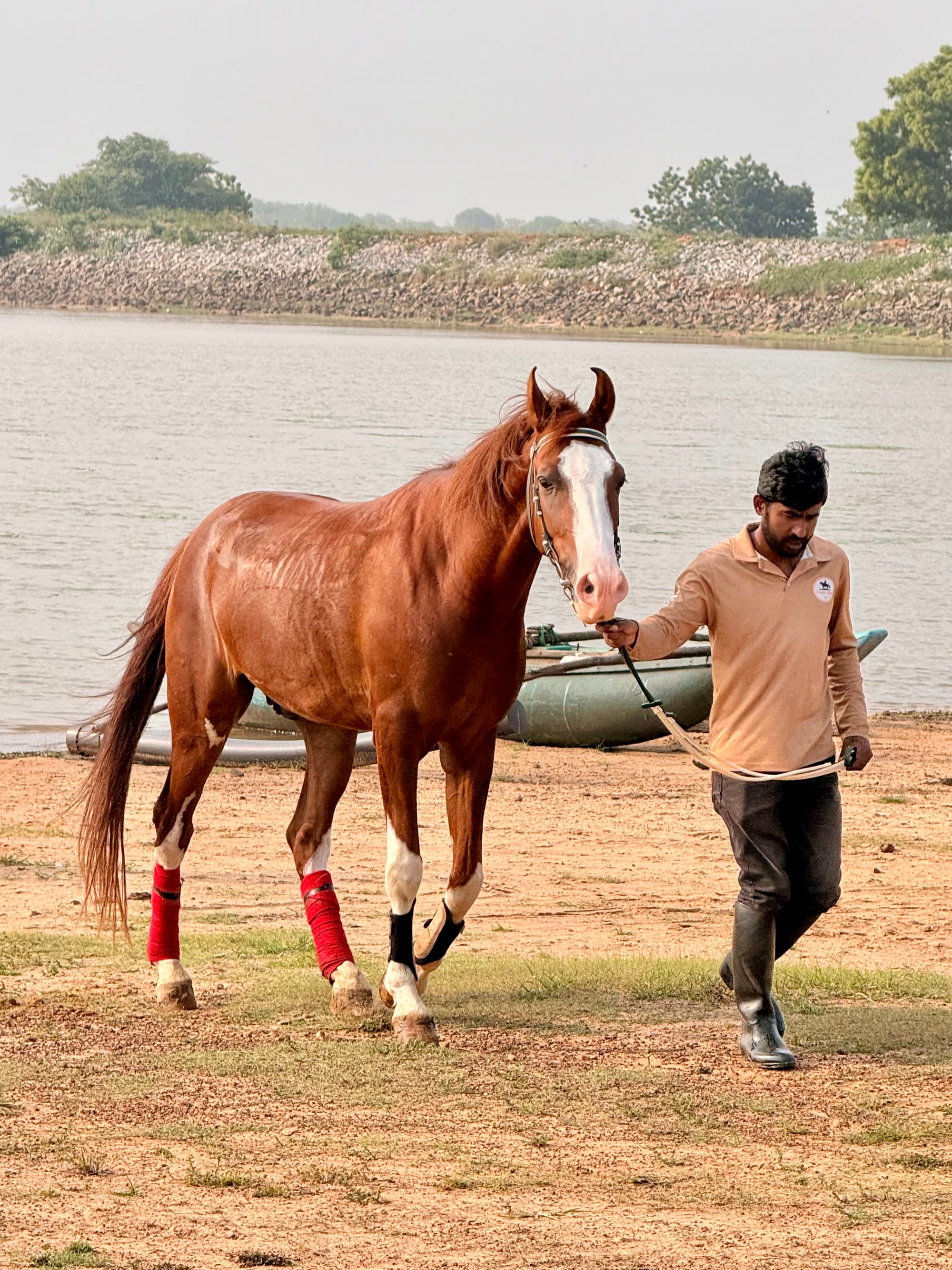 Sorrel horse being calmly led beside a lake at Vonfidel Ranch in Sri Lanka, reflecting trust-based horsemanship and ethical equestrian training.