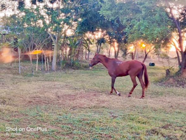 Morning light filters through quiet mist at Vonfidel Ranch as a calm horse stands in stillness — symbolizing calm authority and the invisible current of belief.