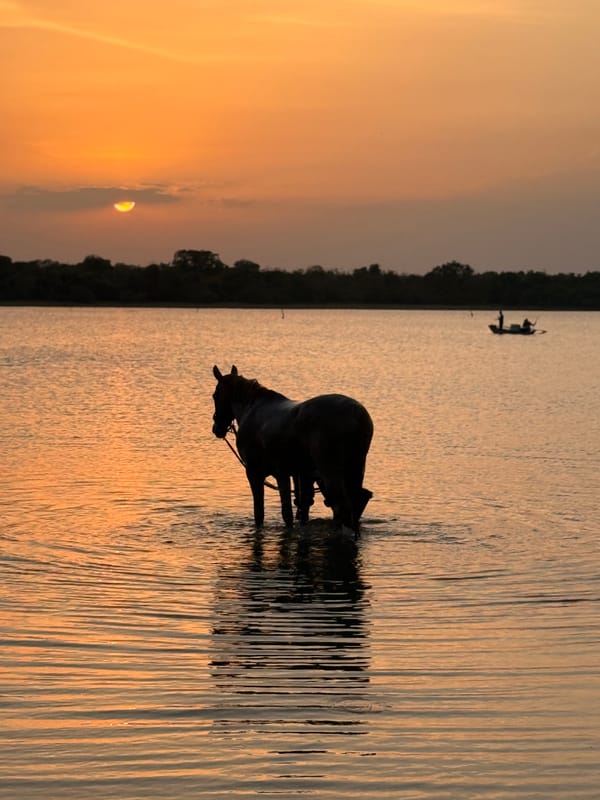 A horse standing calmly in shallow water at sunset, silhouetted against a warm orange sky in Sri Lanka.