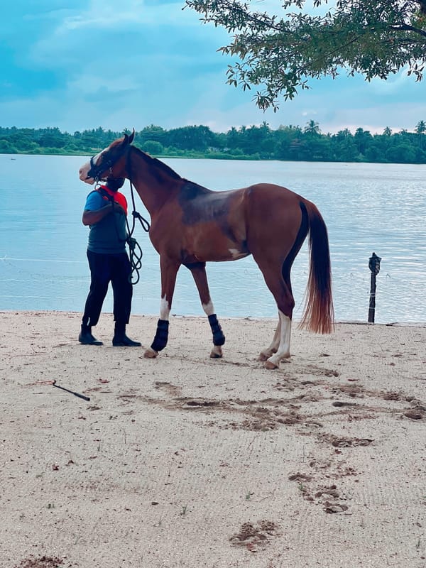 Horse standing calmly beside a lake in Sri Lanka with handler at Vonfidel Ranch, illustrating trust-based horsemanship and quiet handling in a natural landscape.